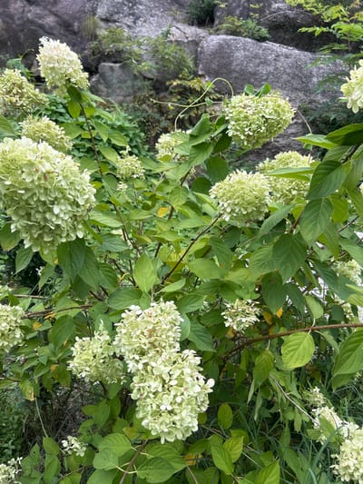 The scene depicts a natural outdoor environment in 종로구, South Korea. A large, robust Hydrangea paniculata shrub dominates the foreground and midground, featuring numerous dense, conical to elongated panicles of flowers. These flower clusters are predominantly light green with undertones of white, indicating a specific bloom stage. The shrub's foliage consists of multiple broad, dark green leaves, which are generally healthy, though some show minor yellowing. Underlying woody stems support the plant structure. In the background, a large, weathered rock formation composed of grey boulders is visible, partially obscured by sparse green vegetation and thin vines growing on its surface. No human subjects, animals, or artificial structures are present. The lighting is ambient, suggesting an overcast day or indirect light.