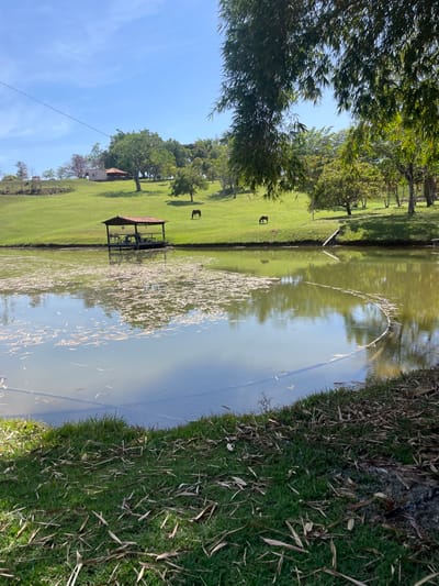 This image depicts a sunlit rural landscape in Pirenópolis, Brazil. The foreground consists of green grass intermingled with dried organic matter, primarily bamboo leaves. A body of water, consistent with a pond or small lake, occupies the lower and central areas, reflecting a clear blue sky. Its surface is partially covered by a dense accumulation of light-colored, elongated leaf fragments, particularly on the left side. A floating wooden structure, featuring a gabled terracotta-tiled roof, is positioned near the far bank of the pond, slightly left of center. This structure appears to contain seating. Beyond the water, a vibrant green, gently sloping hillside rises, populated by scattered trees of varying sizes. Two brown horses are observed grazing on this hillside, one positioned higher and to the left, the other lower and to the right. In the distant upper-left, a building with a reddish roof is partially visible among the trees on the hill crest. A single power line traverses the upper-left portion of the clear blue sky. No people are visible.