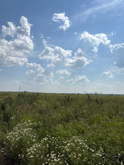 This image depicts a vast, open field under a bright, partially cloudy sky. The scene is divided horizontally, with the left half dominated by a vibrant blue sky filled with fluffy white cumulus clouds. The right half showcases a dense, green field of tall grass and wild daisies. The daisies, with their white petals and yellow centers, are scattered throughout the field, adding pops of color to the verdant landscape.
The time of day appears to be late morning or early afternoon, suggested by the bright sunlight casting shadows and illuminating the clouds. The weather seems fair and warm, ideal for outdoor scenery. In the distance, a faint treeline or horizon is visible, suggesting a rural or agricultural setting. A utility pole is subtly visible in the middle ground of the field, hinting at human presence or infrastructure in the otherwise natural landscape.
There are no people or prominent objects in the image, focusing the viewer's attention on the natural elements of the sky and the field. The overall mood is peaceful and serene, capturing the beauty of a summer day in the countryside. No text is visible in the image. This scene is characteristic of the rural landscapes found in Klisheva, Russia.