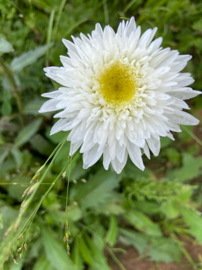 A close-up, high-angle shot captures a white chrysanthemum flower with a bright yellow center, its numerous petals unfurling outwards. The flower is in focus, with water droplets visible on some of the petals. In the foreground, delicate blades of grass with small seed heads hang down and are slightly out of focus. The background consists of blurred green foliage and hints of brown earth, suggesting an outdoor, garden setting. The image was taken in Meshcherskoye, Russia.