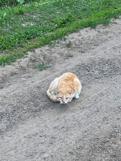 An orange and white cat is crouched on a gravelly dirt path. The cat is facing forward, looking directly at the camera. The cat's tail is curled around its body. To the left of the path, there is a strip of green grass with some small white flowers. The background is out of focus, but it appears to be a natural environment. The scene is well-lit, suggesting it is daytime. There is no indication of the specific location within Krasnoyarsk, Russia, other than it being an outdoor environment with vegetation and a dirt path.