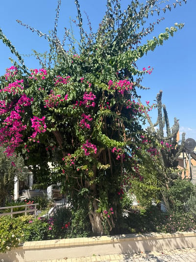 A bright, sunny day illuminates an outdoor scene in the Municipal Unit of Meliteieis, Greece, featuring a lush, blooming bougainvillea tree as the central focus. The bougainvillea, abundant with vibrant pink flowers, cascades over its thick, woody trunk and branches, creating a dense canopy of green foliage. To the right of the bougainvillea, a tall, spiny cactus stands prominently. In the background, hints of a residential area are visible, including a building with a solar water heater and what appears to be a covered patio or pergola. Lower to the ground, a variety of smaller plants and flowers create a textured garden bed, bordered by a low, light-colored wall. The ground in the foreground is paved with interlocking stones, casting dappled shadows from the overhead vegetation. The sky above is a clear, vivid blue, indicating fair weather.