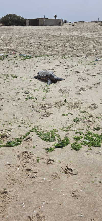 A dead turtle lies on a sandy beach in Hof Ashkelon Regional Council, Israel. Patches of green seaweed are scattered across the sand. Animal footprints are visible. Debris, including plastic bottles and other refuse, litters the beach. In the background, a structure appears to be made of stacked shipping containers. Palm trees grow near the container structure. The sky is overcast.
