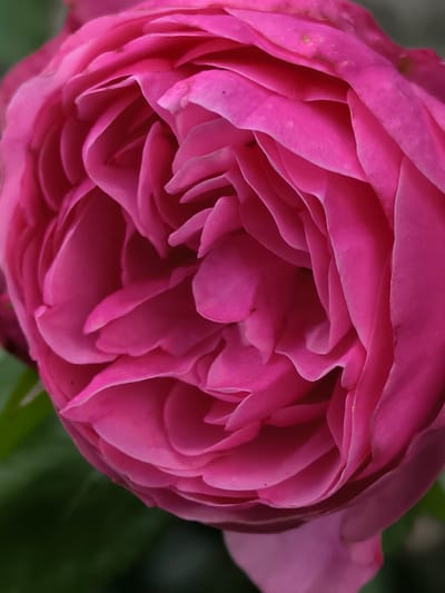 This is a close-up, vertical, full-frame shot of a vibrant pink rose. The petals are tightly packed and unfurling, creating a swirling pattern. The lighting is even, highlighting the soft texture and delicate curves of the petals. The background is softly blurred, with hints of green foliage. The image is sharp and detailed, focusing entirely on the flower. The location is the Amber Museum Garden in Mosėdis, Lithuania, a place renowned for its collection of amber and its surrounding botanical gardens.