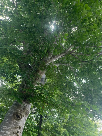 The image shows a low-angle view looking up into the dense canopy of a large, mature tree, likely a beech tree due to its smooth, grey bark with dark lenticels and prominent knots. The tree is in full leaf, with vibrant green foliage filling the frame. Sunlight filters through the leaves, creating bright spots and dappled light. The trunk of the tree is thick and weathered, with visible bark texture and some moss growth. Branches extend outwards, forming a complex network of limbs covered in leaves. The background consists of more greenery, suggesting a densely wooded area or park. The image appears to have been taken outdoors during daylight hours. The location of Oberammergau, Germany, is not visually indicated by any specific landmarks or elements within the photograph itself. There are no people or animals visible in the image. The image captures a natural scene focused on the structure and foliage of a single large tree.