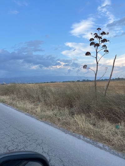 The image captures a view from a cracked asphalt road on the outskirts of Manfredonia, Italy. The road runs diagonally from the bottom left corner towards the center of the frame. To the right of the road, a dry, golden field stretches into the distance, dotted with sparse, tall grasses. In the foreground, on the right side of the road, a tall, dry plant with dark, seed-like clusters stands prominently against a partly cloudy blue sky. Further in the background, a hazy mountain range is visible, with a cluster of buildings on the lower slopes. The overall impression is one of a rural landscape under a vast sky, possibly at dusk or dawn. There are no people or animals visible in the scene.
