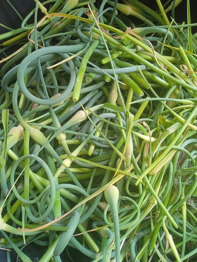 A close-up, overhead shot displays a large quantity of harvested garlic scapes. The scapes are green and varied in length, many curled into loops and spirals. Some scapes feature small, bulbous buds at their tips. A few dried, brown leaves are interspersed within the pile of scapes. The lighting is natural and diffuse, suggesting an outdoor setting. The scene is devoid of people or any specific environmental context that would pinpoint its location within Karnaukhivka, Ukraine.