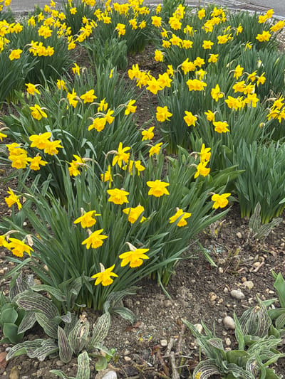 The image shows a flower bed filled with bright yellow daffodils in Amstetten, Austria. The flowers are densely packed with green foliage, bordering an area of exposed soil mixed with pebbles and small striped-leaved plants. A grey stone edging is visible on the left side of the flower bed.