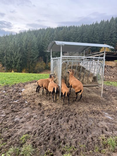This image depicts a rural outdoor scene located in a paddock area within Oppenau, Germany. Four Cameroon sheep are gathered around a galvanized metal hay feeder, which contains a substantial amount of dry hay. One sheep, positioned on the right, is standing on its hind legs to reach the hay. The ground in the immediate foreground and surrounding the feeder is heavily churned, muddy, and exhibits numerous distinct hoof prints, interspersed with scattered dry hay and sparse patches of green grass. To the right of the feeder, a stack of split logs is partially visible beneath a simple, open-sided shelter. The midground to the left shows a section of green pasture. The background is dominated by a dense forest composed primarily of coniferous trees ascending a hillside, with some visible autumnal deciduous foliage at the forest's edge. The sky is uniformly overcast with gray clouds.