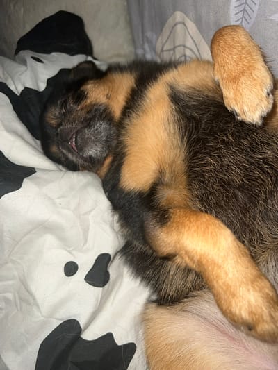 A German Shepherd puppy is sleeping on a bed with a black and white cow-print duvet cover. The puppy is lying on its back with its paws in the air. Its eyes are closed and its mouth is slightly open, showing a small pink tongue. The puppy's fur is a mix of black, brown, and tan. The bed appears to be in a bedroom, and the background is a soft grey fabric. The scene is dimly lit, suggesting it is nighttime or early morning. The specific location within Ясная Поляна Снт, Russia, is not discernible from the image alone.