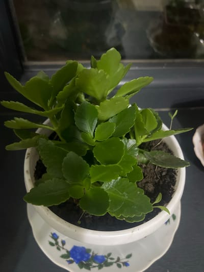 The image shows a potted plant with green leaves. The pot is white and sits on a decorative saucer with blue floral designs. The plant appears healthy and is growing in dark soil. In the background, there is a blurred reflection in what seems to be a window or glass surface, showing dark shapes and possibly other objects. The overall setting appears to be indoors. The image does not provide any information about the city of Kayirma, Kyrgyzstan, or any people.