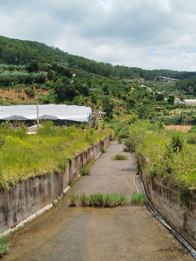 The image depicts a concrete channel with water flowing through it, flanked by concrete walls overgrown with grass and vegetation. The channel recedes into the distance towards a lush, green hillside dotted with trees and what appear to be greenhouses or agricultural structures. The sky above is partly cloudy. The scene is outdoors in a rural or semi-rural environment, possibly an agricultural area in Xuân Sơn, Vietnam, given the presence of greenhouses and the hilly landscape. There are no people visible in the image.