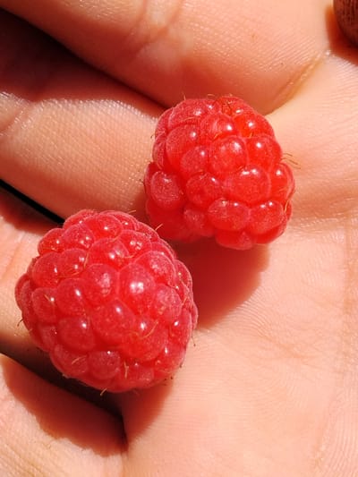 Two ripe raspberries are held in an open palm, which is lightly tanned and shows visible skin texture and creases. The raspberries are a vibrant red color and appear fresh, with their characteristic drupelet structure clearly defined. The lighting suggests an outdoor environment, with a shadow cast by the raspberries and fingers onto the palm. The scene is focused on the close-up detail of the fruit and the hand. There is no indication of the specific location within Cîrpești, Moldova.