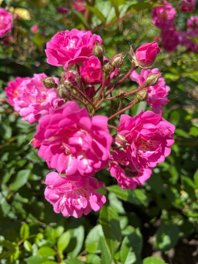 A close-up, vertical shot captures a cluster of bright pink roses in bloom against a backdrop of lush green foliage. The roses are the primary focus, with several fully open blossoms showcasing their delicate petals and some closed buds waiting to unfurl. The lighting suggests it is daytime, with sunlight highlighting the textures of the petals and casting soft shadows. The background is softly blurred, creating a bokeh effect that further emphasizes the sharpness and vibrancy of the flowers in the foreground. The scene depicts a natural, outdoor setting, likely a garden or park, and no people are visible. The image does not contain any specific landmarks or details that would allow for pinpointing a location within Otyakovo, Russia.