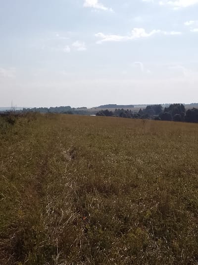 The image captures a sunlit, rural landscape with a vast expanse of dry, golden grass in the foreground, extending towards a gently sloping hill in the mid-ground. A line of trees, some dark green and others appearing as a hazy blue silhouette, forms a natural border against the horizon. Beyond the trees, a sliver of water, possibly a river or lake, is visible, reflecting the pale blue sky. The sky itself is a soft, hazy blue with sparse, wispy white clouds. The overall impression is one of a tranquil, pastoral scene under a bright, clear day. This location is likely within Zasechnoe, Russia, given the typical rural scenery of the area.