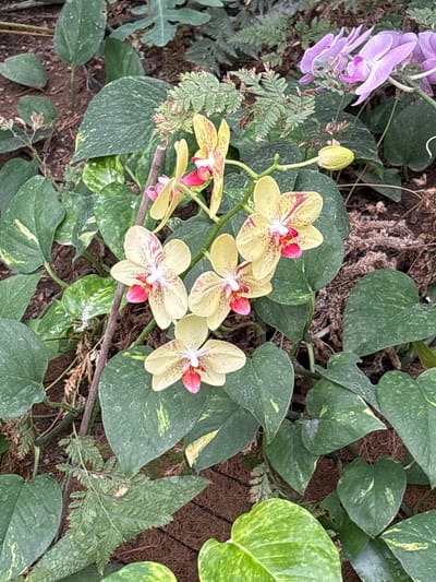 The image shows a close-up of several flowering plants. The dominant flowers are light yellow orchids with reddish-pink centers, exhibiting a speckled pattern. These orchids are clustered on a stem, and some buds are present. Another orchid plant with light purple flowers is visible in the upper left corner. The background is filled with various green plants and leaves, including pothos with yellow variegation and fern-like foliage. The plants appear to be growing on a brown, textured surface possibly made of organic material. The image was taken somewhere in the city of Tehuixtla, Mexico.
