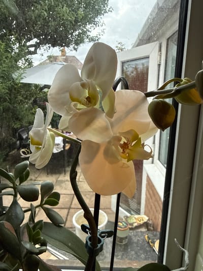 An indoor orchid with white and yellow petals is the primary subject, positioned in the foreground. The orchid is in bloom, with one flower fully open and another bud visible. To the left of the orchid, a jade plant with thick, succulent leaves is partially visible. The orchid is supported by a dark stem.
The background, viewed through a window, reveals an outdoor scene. Elements include green trees and foliage, a white garden umbrella, a brick building with a window, and patio tiles. The sky appears overcast. The photograph is taken from inside a room, with the window framing the outdoor view. There are no people or animals depicted in the image. The overall impression is a domestic indoor setting with a view of a garden.