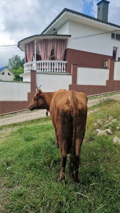 A brown cow stands on a grassy slope in front of a white and brown house. The cow is facing left and its back is to the camera. It has horns and a bell around its neck. The house has a balcony with pink curtains and a white railing. There is a chimney on the roof. The sky is cloudy.