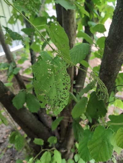 In Perliavka, Ukraine, this close-up, eye-level photograph captures a small tree or shrub. The subject is a green leaf, partially eaten by insects, displaying numerous holes and ragged edges. It hangs from a thin stem, which is also visible. The background consists of other green leaves and the textured, dark brown bark of tree trunks, creating a natural, outdoor setting. The ground is not clearly visible, but appears to be dirt or leaf litter.