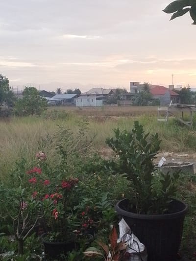 The image depicts a rural or semi-rural landscape in Bireuenmeunasahreuleut, Indonesia, at what appears to be dusk or dawn. In the foreground, there are several potted plants, including one with dark green leaves in a large black pot and another with delicate branches and some pinkish flowers. Behind these, a dense collection of greenery, including flowering bushes with red and pink blossoms, is visible.
The middle ground transitions into a grassy field with tall, dry-looking grass. Further back, several residential buildings with varying roof colors, including a prominent red-tiled roof, are scattered amongst trees. In the distance, a hazy mountain range can be seen against a pale sky with scattered clouds, suggesting a humid or overcast atmosphere typical of the region. A lone telecommunications tower stands to the right of the residential area. The overall impression is one of a quiet, undeveloped or developing area on the outskirts of a town.