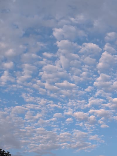 A medium shot captures a sky filled with scattered clouds over the city of Shaumyani, Georgia. The sky is a pale blue, with numerous cumulus clouds of varying sizes and densities spread across the frame. Some clouds are bright white, illuminated by the sun, while others are tinged with gray, suggesting depth and shadow. The clouds are mostly concentrated in the upper and middle portions of the image, with a clear expanse of blue sky visible towards the bottom. In the lower left corner, a sliver of dark green foliage, likely trees, is visible against the sky. The overall impression is one of a partly cloudy day.