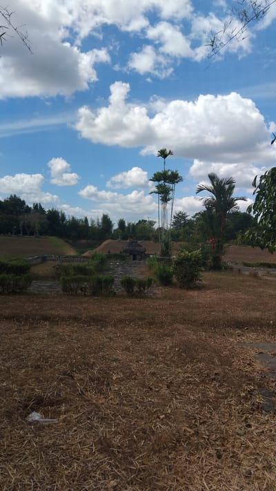 The image depicts the Ratu Boko temple complex, a historical site located in Purwomartani, Indonesia. The foreground is dominated by dry, brown grass and sparse patches of green vegetation. In the midground, a stone structure, presumably part of the ancient temple, is visible. It is surrounded by low, manicured hedges and a paved pathway. Tall, slender palm trees and other foliage are scattered throughout the scene, with a dense line of trees forming the backdrop. The sky above is a vibrant blue, punctuated by fluffy white clouds. A small, white object, possibly trash, is visible in the lower left corner of the frame.