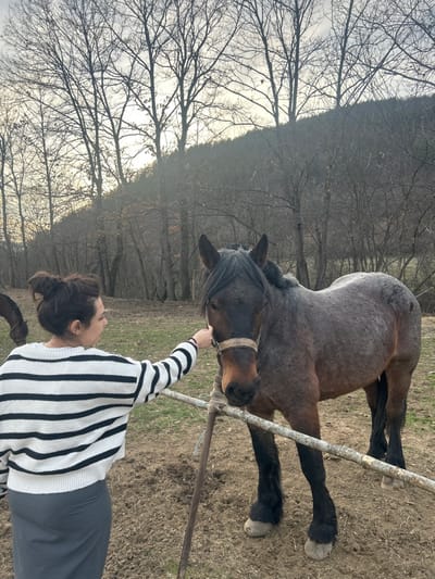 The image captures an outdoor scene in Brusen, Bulgaria. A female subject, viewed from the rear, is positioned on the left side of the frame. She has dark hair pulled into a high bun and is wearing a white sweater with black horizontal stripes and a dark grey skirt. Her right hand is extended, making contact with the muzzle area of a dark roan or grey horse, which wears a light-colored halter. The horse stands facing left, its head slightly lowered. A second, darker horse is partially visible behind the female on the far left, with its head lowered. The ground in the foreground is dry, disturbed earth with sparse patches of light green vegetation. A makeshift fence, composed of horizontal wooden poles attached to metal posts with twine, traverses the mid-ground. The background features a steep hillside densely covered with numerous bare deciduous trees, suggesting a winter or early spring season. The sky, visible through the tree canopy, is overcast and bright.