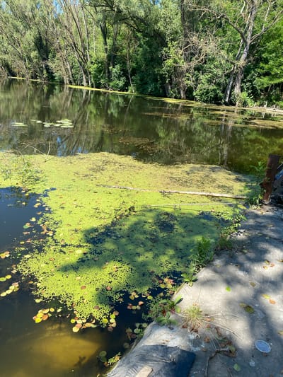 A natural body of water in Doroshivka, Ukraine, is depicted. The water is partially covered by a thick layer of bright green duckweed, interspersed with fallen leaves in shades of brown and yellow. Lily pads are also visible on the surface. The water reflects the surrounding lush green trees and branches of various sizes that line the bank. A concrete embankment with some debris, including a grey plastic lid, is present in the foreground. A rusty metal post stands near the bank. The overall scene is a tranquil, nature-focused view of a pond or small river.