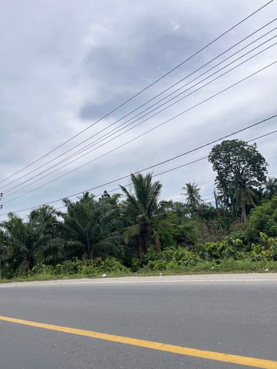 The image depicts a roadside view in Seunebobaru, Indonesia. A paved road with a yellow dividing line runs horizontally across the lower portion of the frame. Beyond the road, a dense line of tropical vegetation, primarily palm trees and other lush greenery, forms a natural barrier. The sky above is overcast with a muted grey tone, and several power lines are strung across the upper part of the image, stretching diagonally from left to right. There are no people visible in the scene, and the environment appears to be a rural or semi-rural area within Seunebobaru.