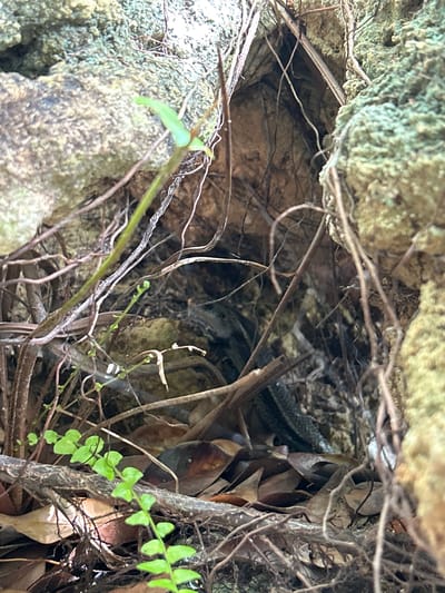 The image depicts a close-up view of a crevice in a rocky, overgrown area, possibly a natural overhang or a small cave entrance. The scene is dominated by rough, textured rocks, likely granite or sandstone, with a greenish, mossy patina in some areas. A dense network of tangled roots and dried branches crisscrosses the opening, obscuring the depths of the crevice. Dry leaves are also present, contributing to the cluttered, natural environment.

Partially visible within the shadows of the crevice is what appears to be a snake, camouflaged against the dark earth and foliage. Its scales are dark, possibly grey or black, with a subtle pattern that helps it blend into its surroundings. The snake is coiled or resting, not actively moving in the captured frame.

A few small, bright green leaves and delicate fronds of a fern are interspersed throughout the image, providing vibrant pops of color against the muted tones of the rocks, roots, and decaying leaves. These plants suggest a humid, shaded environment, typical of tropical regions.

The lighting is dim within the crevice, indicating that the photograph was likely taken during the day, but in a shaded or enclosed space. The overall impression is one of hidden nature, where a wild creature has found refuge amongst the organic elements of the landscape. No people, text, or specific time of day or weather cues are discernible beyond the general impression of daylight and a natural, possibly damp, setting. The location context of Prachuap Khiri Khan, Thailand, further supports the likelihood of a tropical, natural environment.
