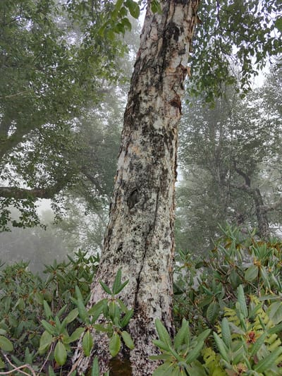 The image depicts a close-up view of a large tree trunk with distinctive peeling bark in a foggy forest setting. The tree is the central subject, positioned slightly off-center to the right. Its bark is textured with patches of white, gray, and brown, suggesting age and a weathered surface. A dark, oval-shaped hollow is visible on the trunk.

Surrounding the tree trunk, lush green foliage of rhododendron plants fills the foreground and lower portion of the image. Their leaves are broad and waxy, with some showing reddish-brown buds. In the background, other trees are visible, their forms softened and blurred by a thick mist, creating a sense of depth and mystery. The overall atmosphere is serene and damp, indicative of a misty or foggy day in a mountainous region. The light appears diffused and soft, suggesting it might be early morning or late afternoon, or simply due to the heavy fog.

The location is identified as Dhundi, India, which typically implies a high-altitude, possibly Himalayan environment, consistent with the dense foliage and misty conditions. No people, animals, or text are present in the image. The scene evokes a feeling of being immersed in nature, with the dominant elements being the ancient tree, the verdant undergrowth, and the pervasive fog.