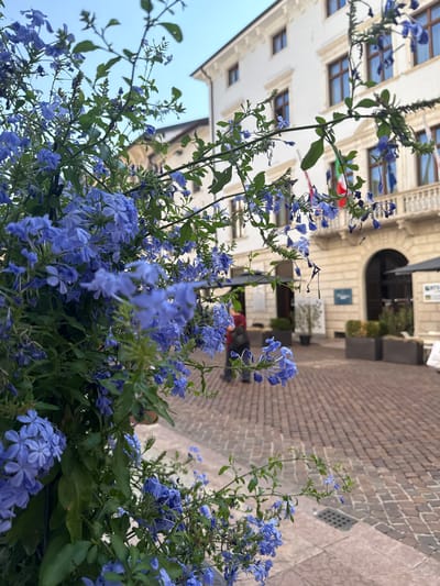The image features a close-up of vibrant blue flowers in the foreground, with a street scene in the background. The flowers are densely packed on green stems, with individual blooms exhibiting five delicate petals. Beyond the flowers, a cobblestone street is visible, lined with buildings that suggest an urban European setting. One building has a cream-colored facade with multiple windows and ornate architectural details, including an arched entrance. Flags or banners are also visible hanging from the facade. The street itself is paved with light brown cobblestones, and there are some planters with greenery. The lighting suggests it might be daytime, possibly late afternoon, given the shadows and the overall brightness. The scene evokes a sense of a pleasant day in a charming town or city. There is no clear activity or event taking place; the focus is on the floral arrangement and the streetscape. The location context is identified as Trento, Italy.