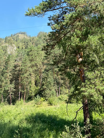 The image captures a sun-drenched clearing in a lush forest, likely located near Turbaza Katun', Russia. Tall pine trees dominate the scene, their vibrant green needles contrasting with the bright blue sky. In the foreground, a mature pine tree stands prominently, its textured bark and gnarled branches casting dappled shadows on the verdant meadow below. The meadow itself is a tapestry of tall green grass and wildflowers, suggesting a natural, untamed landscape. In the middle ground, a dense forest of pine trees stretches towards a rocky, tree-covered hillside in the background. A few power lines are visible against the sky, indicating proximity to human infrastructure. There are no people or animals visible in the image.