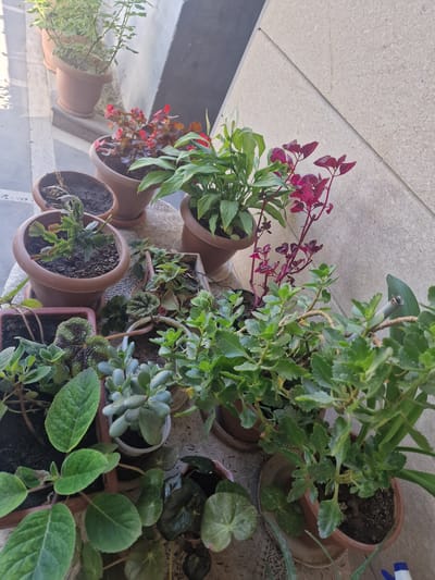 A collection of potted plants is displayed on a table against a textured wall. The plants vary in size and species, including succulents, flowering plants with red and pink blooms, and leafy green varieties. The pots are made of terra cotta and plastic. The scene appears to be outdoors, possibly on a balcony or patio, with sunlight casting shadows. The background shows a portion of a building with a light-colored, textured surface.