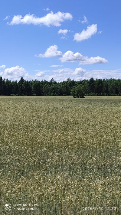 This is a vertical, eye-level, medium shot of a wheat field in Vardja, Estonia, under a partly cloudy blue sky. The field occupies the majority of the frame, with the stalks of wheat extending from the bottom edge upwards towards a tree line. The wheat appears to be ripe, with heads of grain visible throughout the field, casting a golden-green hue. The tree line forms a dense, dark green border across the horizon, composed of various deciduous and coniferous trees. Above the trees, the sky is a bright blue, punctuated by scattered white cumulus clouds of varying sizes and densities. The lower right corner of the image contains a timestamp reading "2026/7/10 14:20" and the bottom left corner has a camera watermark with "REDMI NOTE 9 PRO" and "AI QUAD CAMERA". No people or animals are present in the scene.