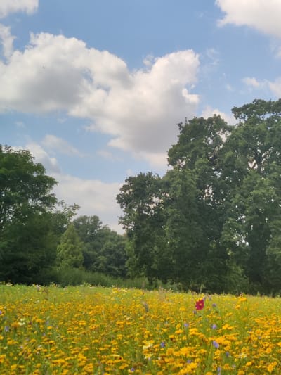 The image depicts a vibrant wildflower meadow in Isselburg, Germany, under a partly cloudy sky. The meadow is densely populated with small yellow wildflowers, interspersed with touches of blue and white blooms, and a single prominent dark red flower. In the background, a line of mature green trees forms a backdrop, with a particularly large, leafy tree dominating the right side of the frame. The overall impression is one of a peaceful, natural landscape.