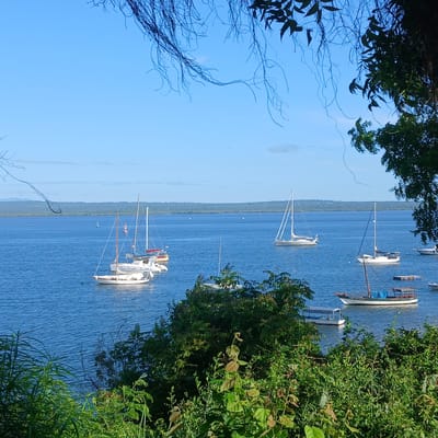 The image depicts a daytime view of a harbor or bay in Tanga, Tanzania, observed from an elevated, vegetated vantage point. Dense green foliage, comprising branches and leaves, frames the scene in the foreground, particularly along the bottom and upper edges. The midground features calm, deep blue water with subtle ripples. Approximately nine boats are anchored in the water: five white-hulled sailboats with prominent masts and visible rigging, one larger traditional wooden boat equipped with a single mast and a blue tarp covering its deck, and one smaller white motorboat with a grey canopy. Several additional indistinct floating objects and a wooden platform are also present on the water. Three buoys—one green, one red, and one white—are visible at varying distances. The background consists of a distant, low-lying landmass covered in green vegetation, presumably a forested shoreline, beneath a clear, light-blue sky with minimal scattered cloud cover. No people are visible.