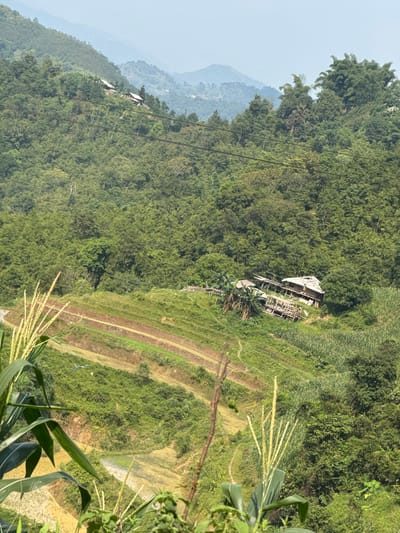 The image depicts a hillside scene in Mậu Duệ Commune, Vietnam, showcasing a dense, green landscape with visible signs of human activity. In the foreground, plants with long, slender leaves and seed heads are prominent, likely corn or a similar crop. The hillside is terraced, with a series of narrow, stepped fields running diagonally across the frame. These terraces exhibit variations in color and texture, suggesting different stages of cultivation or types of crops. A dilapidated structure, appearing to be a partially collapsed building or dwelling, is nestled within the dense foliage on the slope. Further up the hillside, patches of cultivated land and additional structures are visible, blending into the greenery. Distant, hazy mountain ranges can be seen in the background under a pale sky, indicating a vast, open environment. The overall impression is one of a rural, agricultural community integrated into a rugged, mountainous terrain.