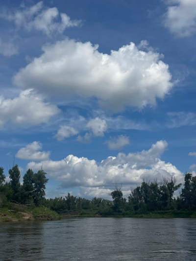 The image depicts a wide, dark river flowing through a lush, green landscape under a partly cloudy blue sky. The foreground is dominated by the river's surface, which reflects the sky and surrounding trees. The riverbanks are lined with dense foliage, featuring a variety of trees and undergrowth. On the left bank, a sandy area with exposed roots is visible. The background is a dense line of trees, with some appearing taller and more spread out than others. The sky is a vibrant blue, scattered with large, puffy white cumulus clouds. The overall scene conveys a sense of natural tranquility and a serene summer day. The location is the city of Samorodovo, Russia.