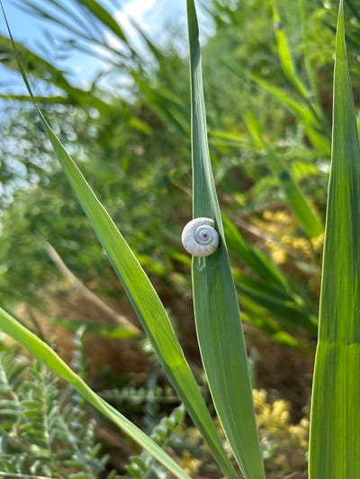 In Berkanush, Armenia, a small, white snail with a coiled shell rests on a vibrant green blade of grass. The grass blade is long and slender, with visible parallel veins. The snail is positioned in the center of the blade. The background is a blur of green foliage and hints of yellow flowers, suggesting an outdoor, natural environment. The sky is visible at the top left, appearing light blue and partly cloudy. The lighting suggests it is daytime, with sunlight illuminating the scene. There are no people or other animals visible.