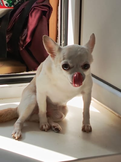 A small, light-colored chihuahua with large dark eyes and its tongue sticking out is sitting on a white windowsill. Behind the dog, a dark red fabric bag is visible, partially obscuring a wooden surface. The background appears to be an interior space, possibly a room, with natural light entering from a window. The overall setting is consistent with an apartment or house in Lesnoy, Russia.