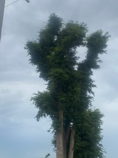 The image shows a close-up view of the upper trunk and branches of a tall, mature tree, likely a cypress, with dense, dark green foliage. The tree is positioned at an angle, appearing to reach upwards into a cloudy, overcast sky. The sky is a pale grey, indicating a potentially diffused light, perhaps from a cloudy day or early morning/late evening. The texture of the tree's bark is visible on the trunk, appearing rough and fibrous.
The branches are thick and spread out, covered in a profusion of needle-like leaves that are characteristic of cypress trees. The foliage appears somewhat windswept, with individual fronds being tossed about by the wind, suggesting a breezy or windy condition. The overall mood of the image is natural and somewhat dramatic due to the stark contrast between the dark green of the tree and the muted grey of the sky.
In the bottom left corner, a small portion of a flat, dark-colored surface is visible, possibly a rooftop or wall, with a thin, dark pole or wire extending upwards from it. These elements suggest an outdoor setting with some human-made structures nearby, but they are not prominent.
The image is taken from a low angle, looking up at the tree. There is no visible text in the image. The location context of Bulamare, Nigeria, places this scene within a tropical or subtropical environment, which is consistent with the appearance of a large, mature evergreen tree. The time of day is not definitively discernible, but the overcast sky points towards non-direct sunlight.