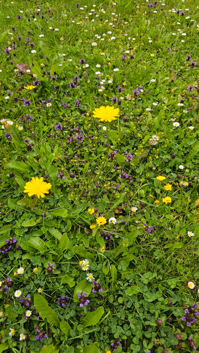 The image shows a close-up, eye-level view of a meadow dotted with various wildflowers in Chimay, Belgium. The foreground is dominated by lush green grass, clover, and large, serrated green leaves. Interspersed among the greenery are numerous small purple flowers, tiny yellow blossoms, and white daisies with yellow centers. Two prominent yellow dandelions are visible, one slightly out of focus in the upper middle of the frame, and another in the lower left quadrant, also slightly blurred. The scene appears to be a natural, unmanicured area, likely a field or park. There are no people or animals visible. The lighting suggests it is daytime, possibly overcast, as there are no harsh shadows.