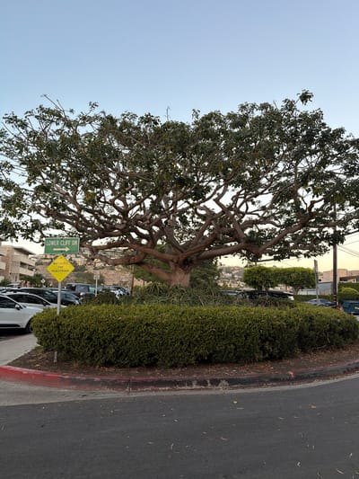 The image depicts a mature tree with a wide, sprawling canopy of dark green leaves, its branches reaching outwards. In the foreground, a circular island is covered with dense, manicured green hedges. A red-painted curb delineates the edge of a paved road. Two street signs are visible: a green sign with white text reading "LOWER CLIFF DR" and an arrow pointing right, and a yellow diamond-shaped sign with black text that says "WATCH OUT FOR PEDESTRIANS". Behind the hedges and the tree, a parking lot is filled with various cars, including a white sedan and several darker vehicles. Buildings with multiple stories and balconies are visible in the background, along with a hillside dotted with houses. The sky is clear and a light blue, suggesting it is either early morning or late afternoon. The scene appears to be in a residential or mixed-use area, potentially a street in Laguna Beach, California, given the Mediterranean-style architecture and the lush landscaping.