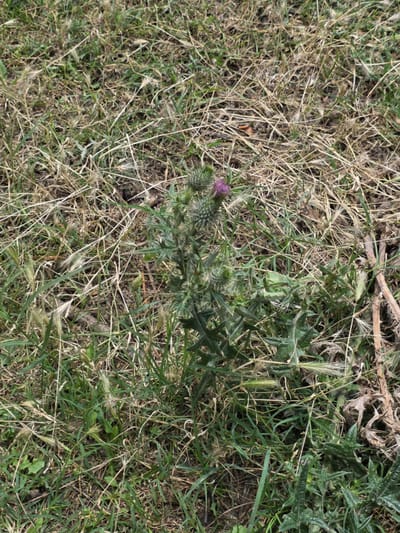 The image shows a close-up of a patch of dry grass and some green vegetation with a single purple thistle flower in the center. The thistle has spiny leaves and a round, prickly bud. The background is filled with dried grass stalks and some green shoots. The scene appears to be an outdoor area in the village of Mollacəfərli, Azerbaijan. There are no people or animals visible in the image.