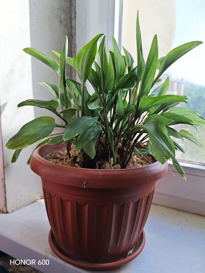 A potted plant sits on a windowsill. The plant has numerous long, green leaves that are pointed at the tips. The pot is a dark reddish-brown plastic with vertical ridges and a saucer underneath. The windowsill appears to be white or light-colored, with some slight discoloration on the wall behind the plant. Sunlight is coming in from the right, casting a shadow on the left side of the plant and pot. The background is out of focus but suggests an indoor setting with a window and possibly trees or buildings outside. The image also contains a watermark in the lower left corner that reads "HONOR 600". The image does not provide any information about the city of Mary City, Turkmenistan.