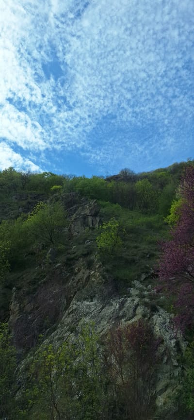 The image shows a view in Krupnik, Bulgaria. The lower portion of the image presents a rocky cliff covered with green vegetation, including trees and shrubs. Some trees near the top of the cliff have purple blossoms. The upper portion of the image is a bright blue sky filled with numerous small, white clouds. The image is rotated ninety degrees clockwise.