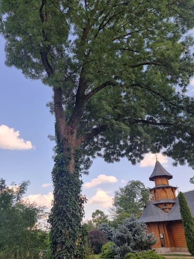 This media file depicts a wooden church with a distinctive architectural style, likely in Hagimusi, Moldova. The church features a tall, pointed spire and multiple roof levels, all constructed from warm-toned wood. The exterior is detailed with smaller windows and roof embellishments. In the foreground, a large, mature tree with dense green foliage dominates the scene, its branches reaching towards the sky. The tree trunk is partially covered in ivy, adding a natural, rustic element.

The setting appears to be outdoors, with a clear blue sky and scattered, fluffy white clouds visible. The lighting suggests it is daytime, possibly late afternoon or early evening, given the soft quality of light and the hints of warmth in the sky. The presence of lush greenery, including other trees and bushes surrounding the church and tree, indicates a temperate climate and a well-maintained landscape.

No people are visible in the frame. The overall mood conveyed is one of peacefulness and natural beauty, with the rustic architecture of the church complemented by the organic presence of the tree. The image appears to be a static shot, capturing a serene moment in time. No visible text is present in the media file.