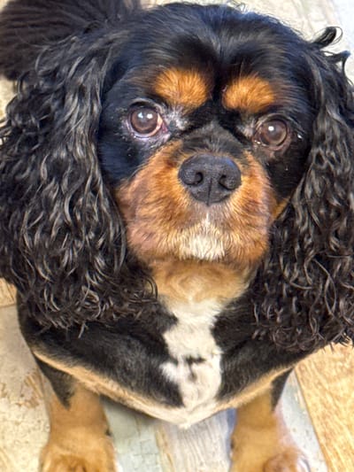 The image shows a close-up, head-on portrait of a Cavalier King Charles Spaniel. The dog has long, wavy black and tan fur, large brown eyes, and a black nose. Its expression is attentive. The background appears to be a light-colored, textured surface, possibly a floor. The image quality is good, with clear focus on the dog's face. There are no people, other animals, or man-made objects visible in the frame. The image does not provide any information about the location of Andriankovo, Russia.
