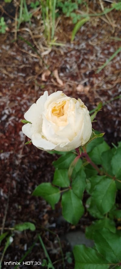 This media file is a close-up, vertical shot of a delicate, creamy white rose bloom with hints of yellow in its center. The rose appears to be slightly wet, suggesting it may have rained or been recently watered. It is in a garden setting, with the background consisting of brown mulch and green grass and foliage. The lighting suggests it is daytime, possibly early morning or late afternoon, given the soft light. The mood conveyed is one of natural beauty and tranquility.
The bottom left corner of the image contains visible text, which reads "Infinix HOT 30i". This is likely a watermark indicating the device used to capture the photograph. There are no people or specific events depicted, the focus is solely on the rose and its immediate natural surroundings. The scene is characteristic of a garden or a wild growth area, and the presence of mulch hints at a cultivated garden. The overall impression is a simple yet beautiful snapshot of nature.